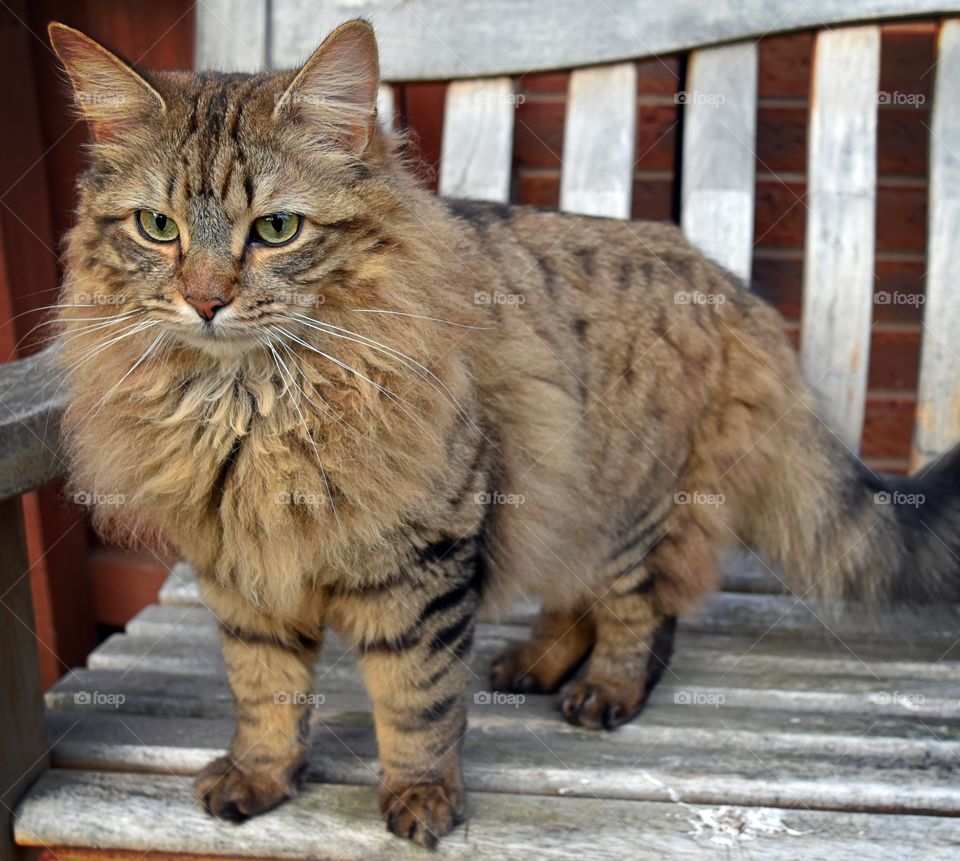 fluffy longhaired cat portrait