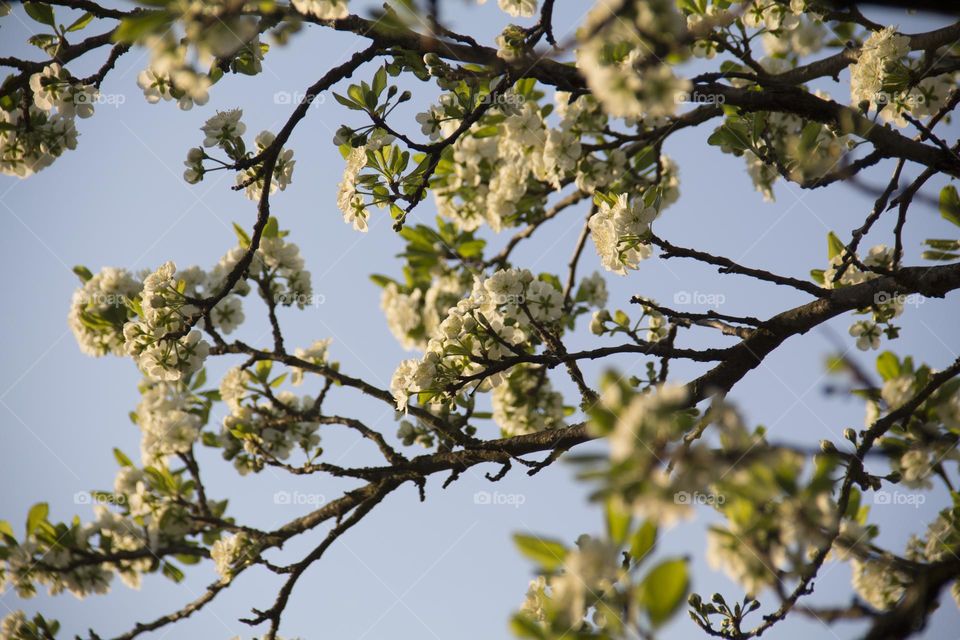 Spring flowering of trees and flowers on a sunny day in spring.