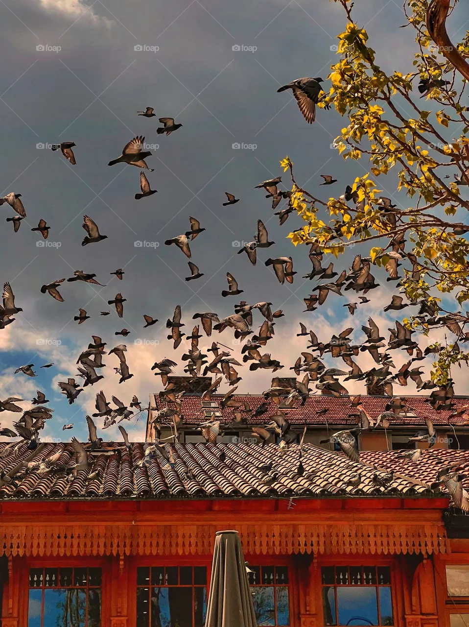Flight of birds