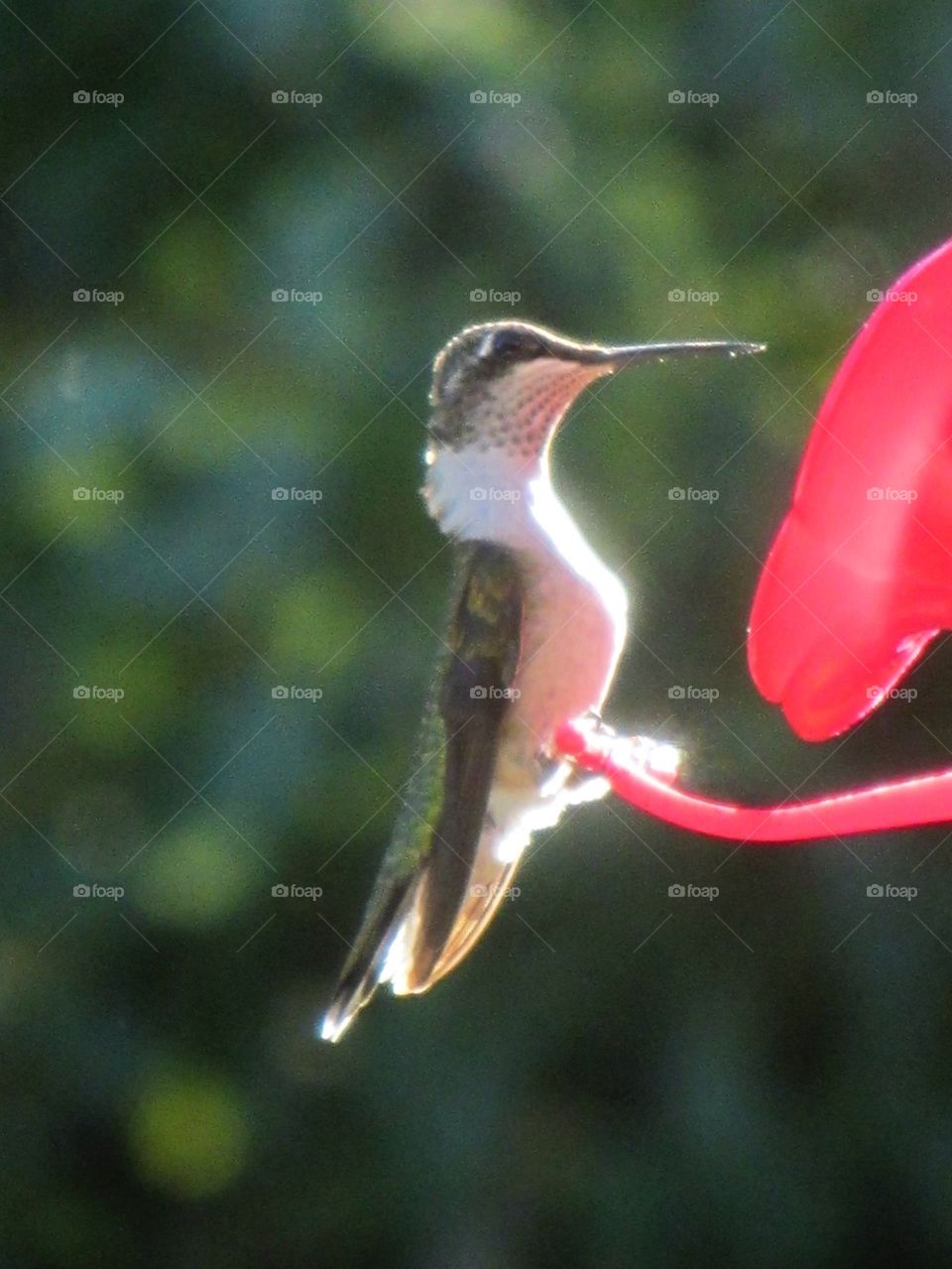 Hummingbird Young Male