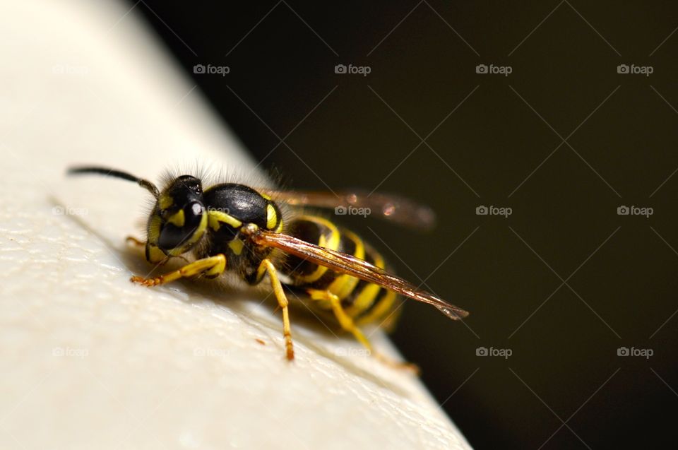 Hello, little wasp!