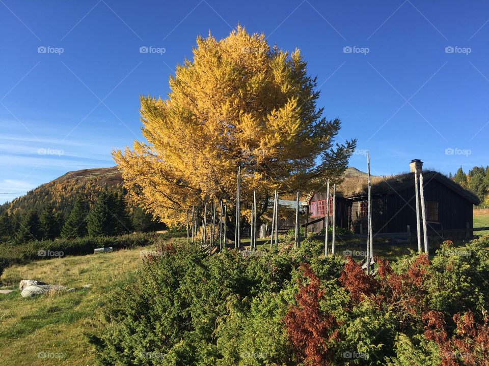 Norway . Autumn in Norwegians
mountains is amazing!!!!!