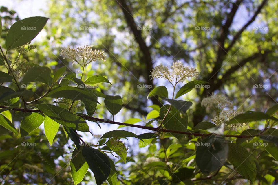 Tree Blossoms