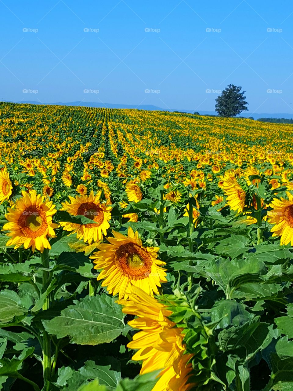 sunflower field