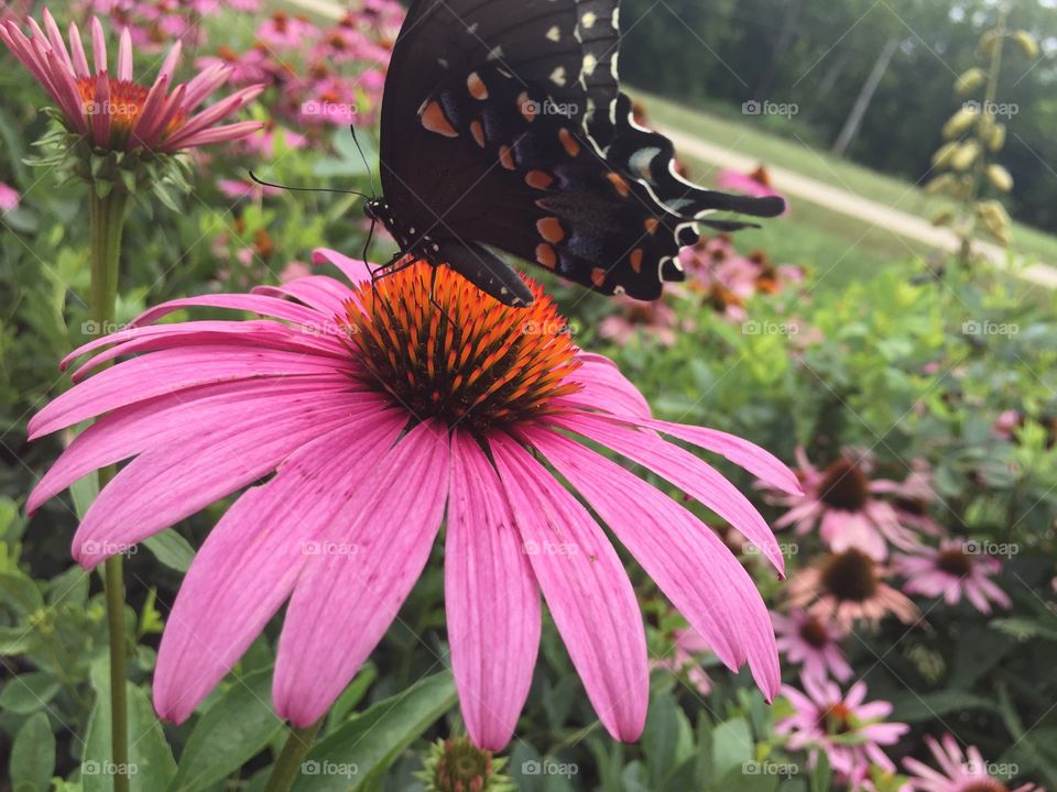 Flower butterfly