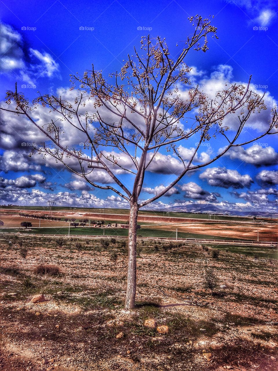 trees with beautiful Clauds views