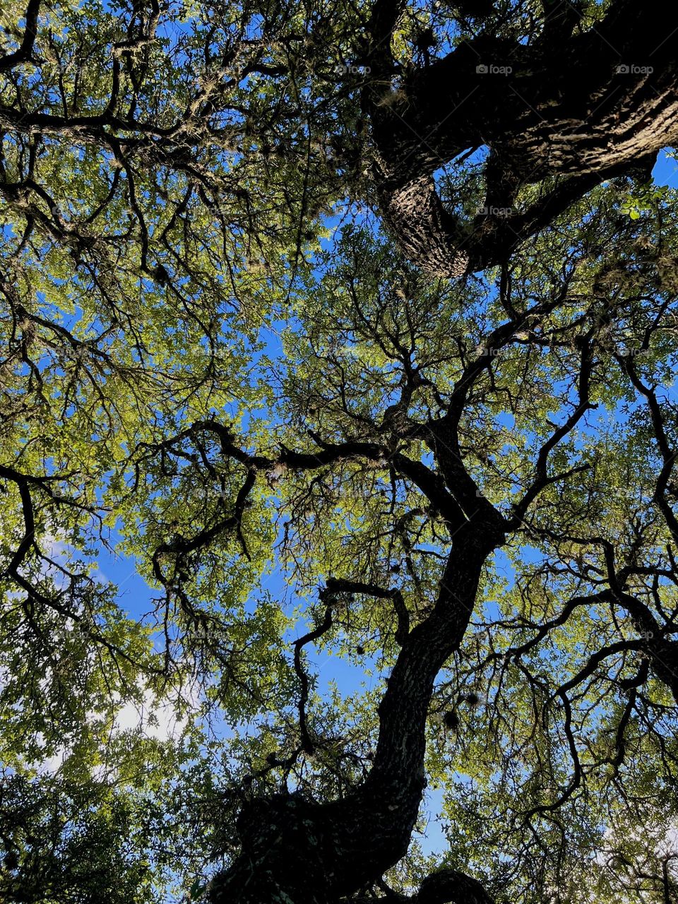 Upshot of the live oaks against the bright blue sky after the storm 💙