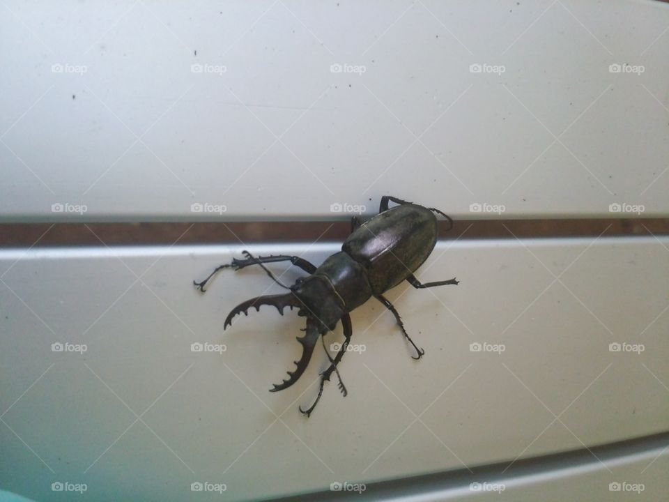 He is a king of stag beetle in japan(*´∀｀)
So cool him(≧∇≦)