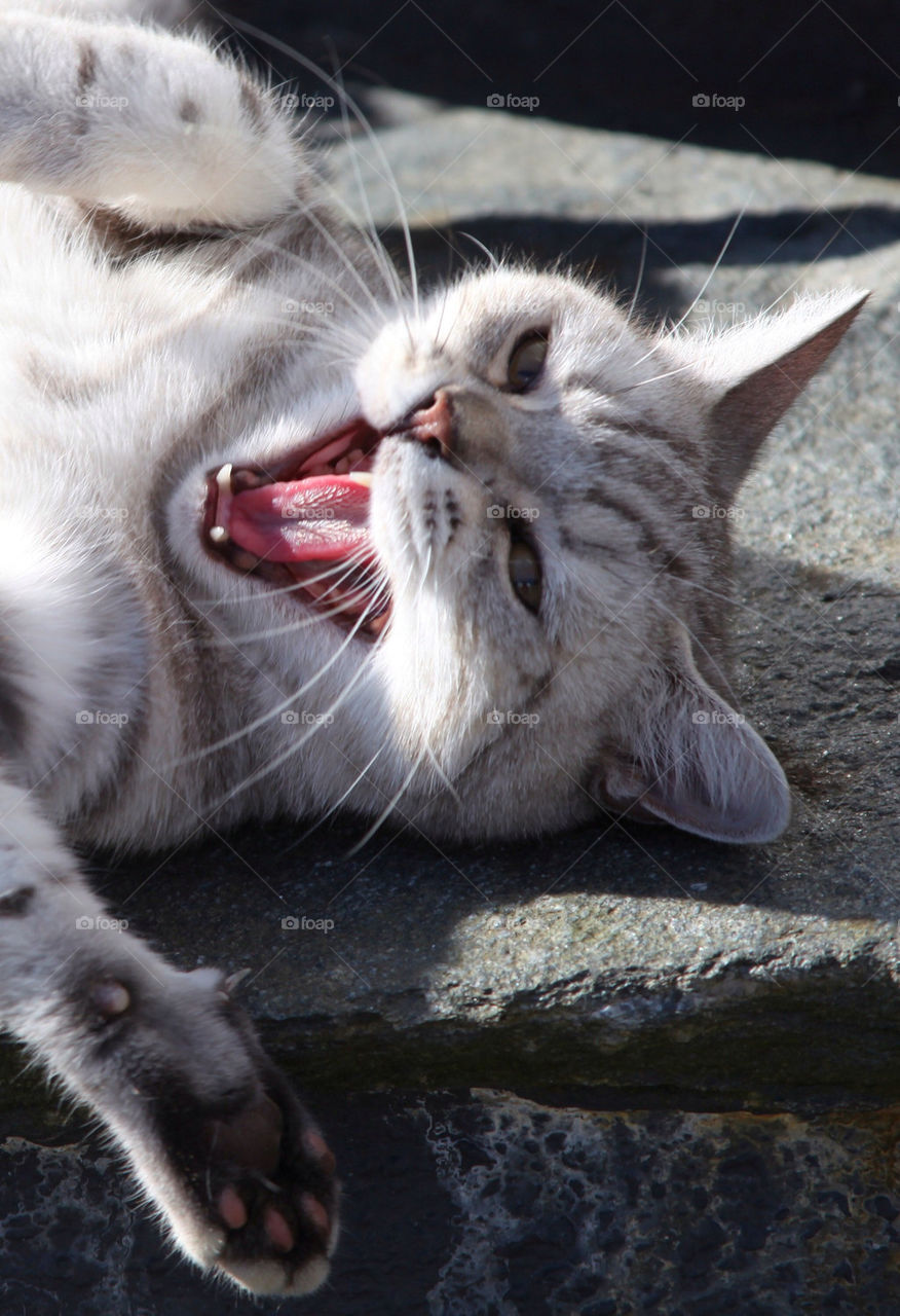 Cute cat with open mouth