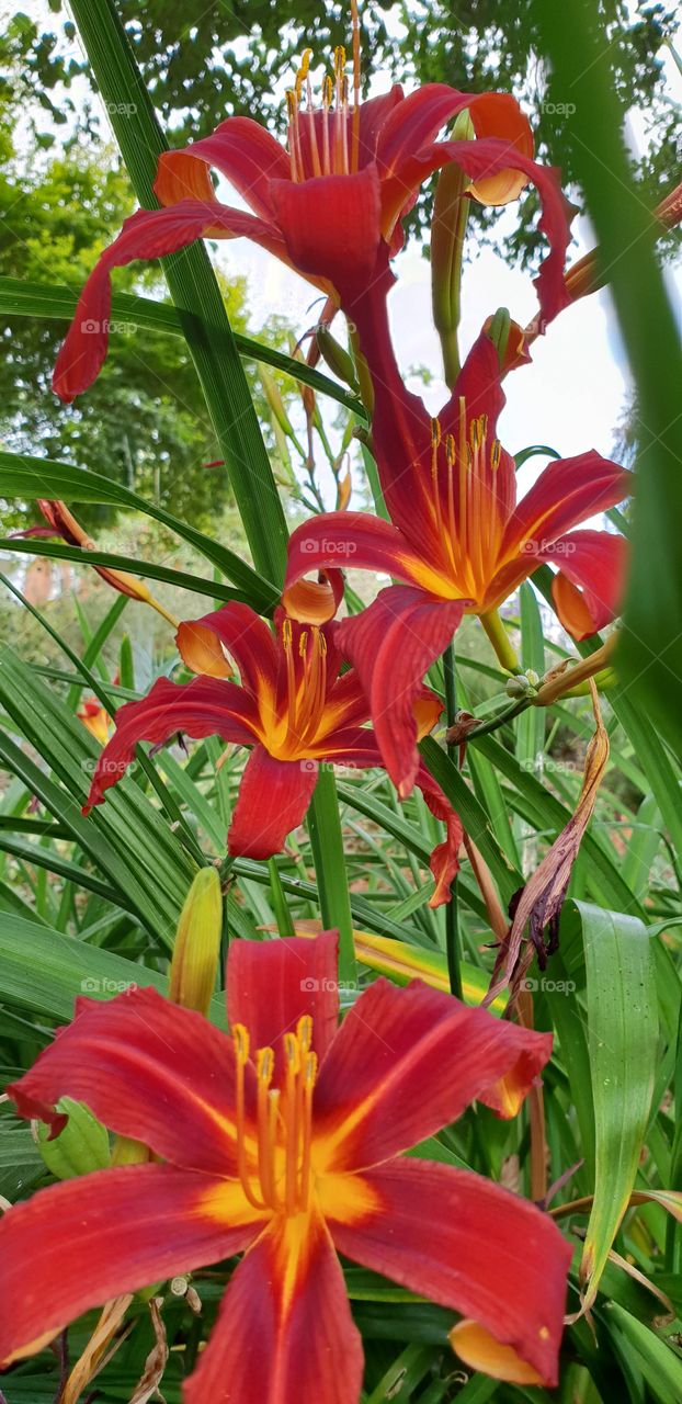 Beautiful Lily flowers