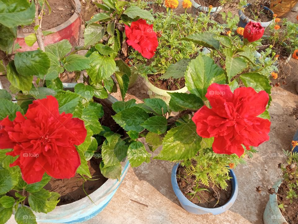 beautiful rare hibiscus flowers in our garden