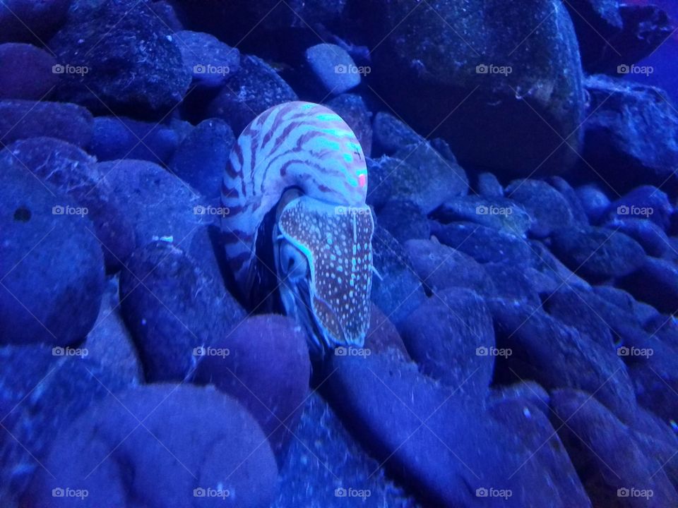 chambered nautilus