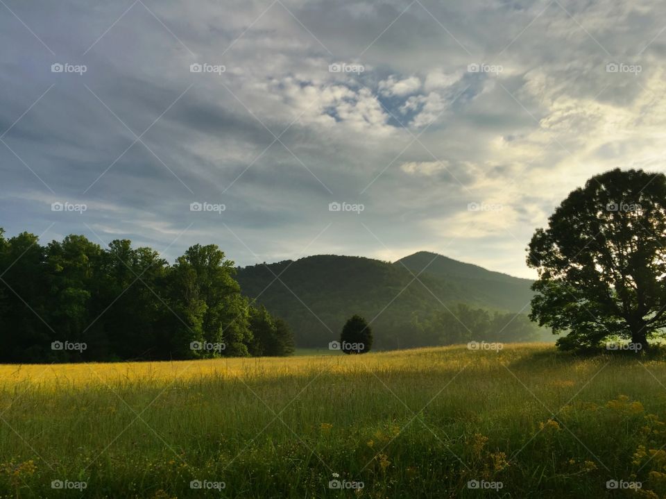 Meadow at Cades Cove