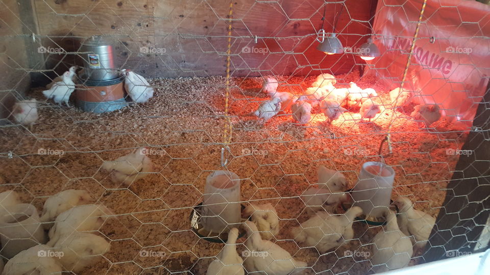 happy meat chickens on the farm