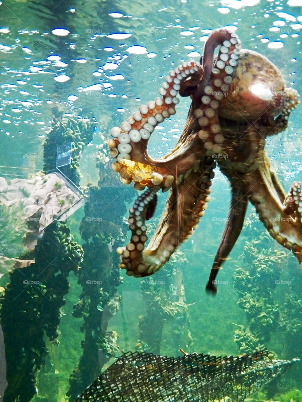 Tall octopus with underwater posts in the back