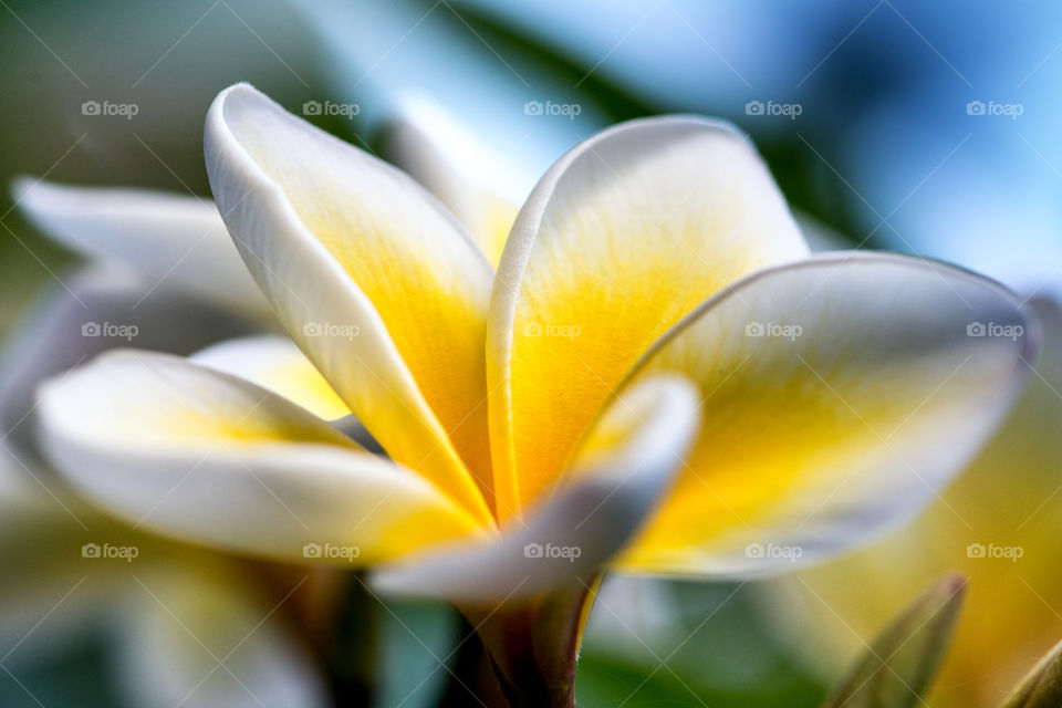 Yellow Flower Plumeria