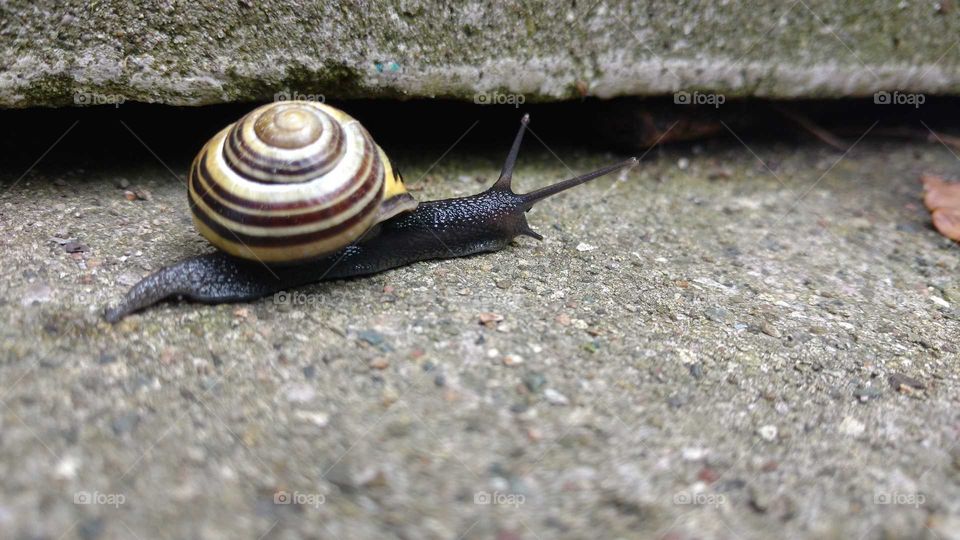 Little friend going for a stroll on a rainy day.