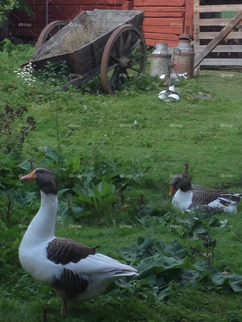 Goose