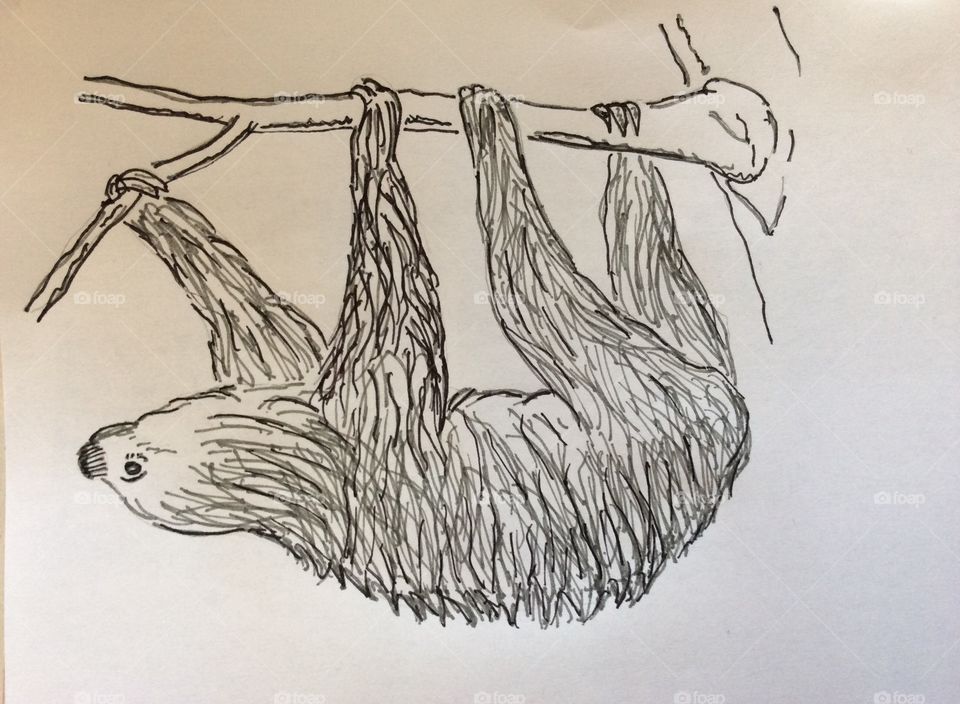 Drawing of a Sloth