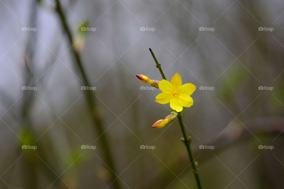 Little yellow creature 