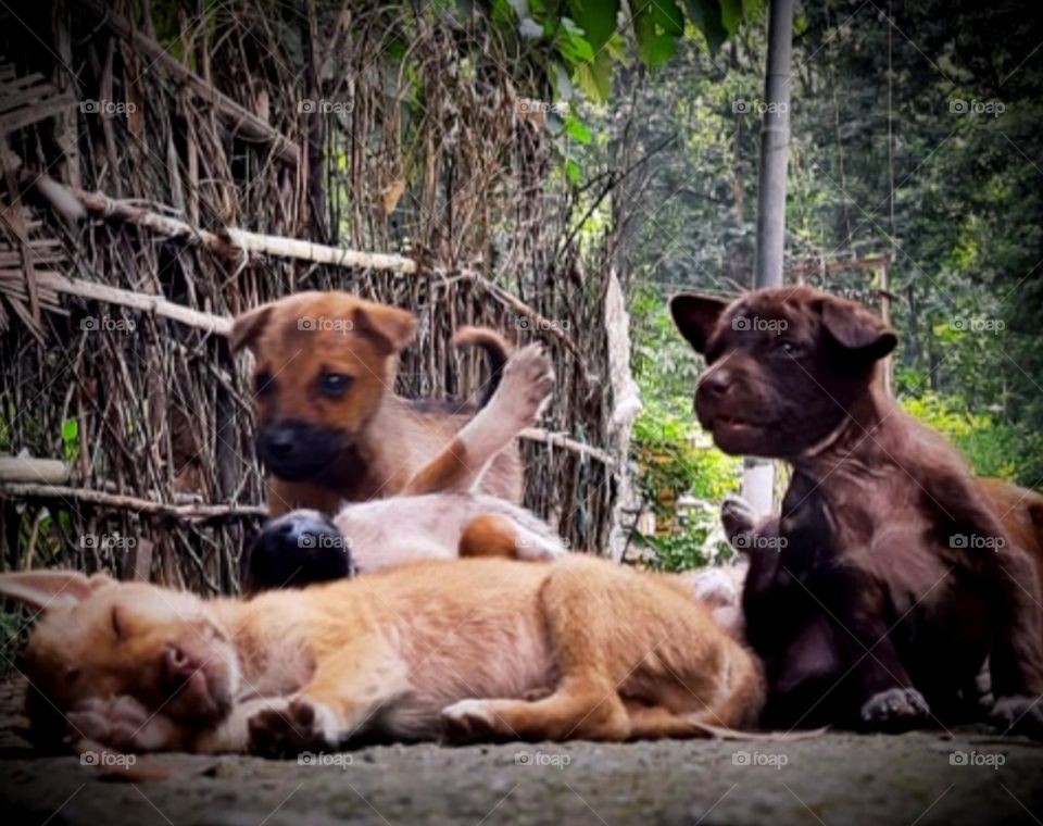 innocent puppies having their good time