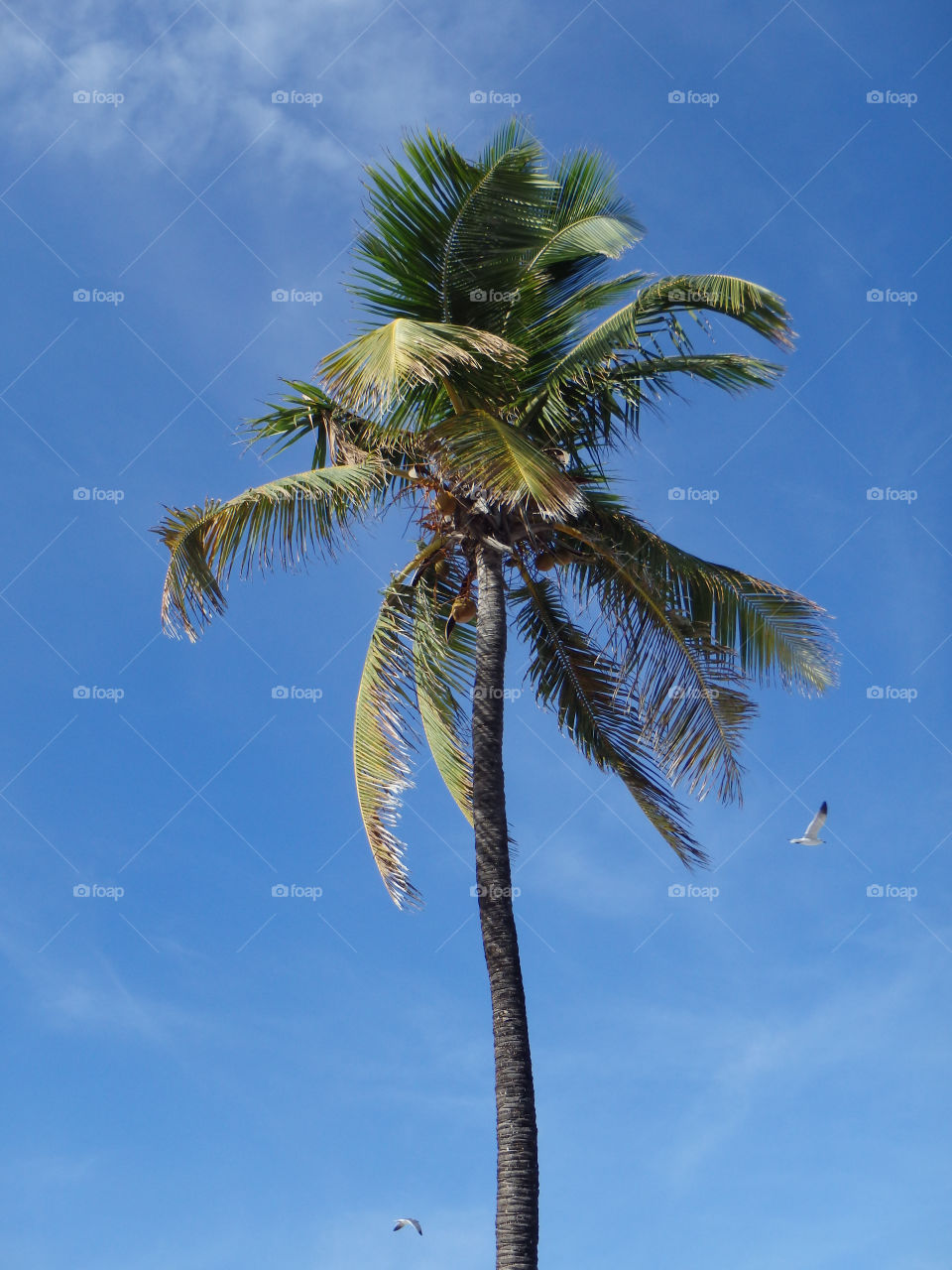 Palm tree