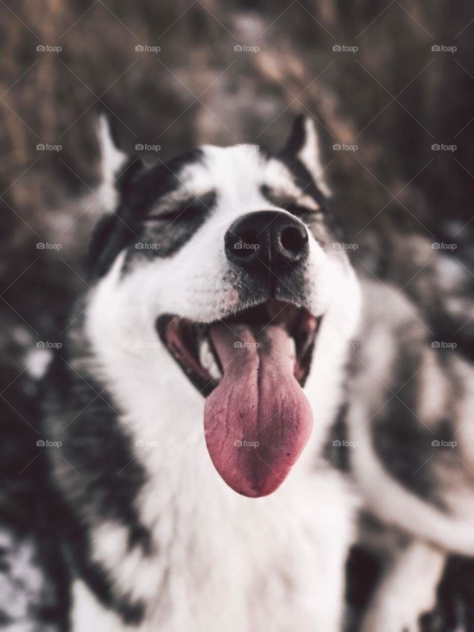 Husky