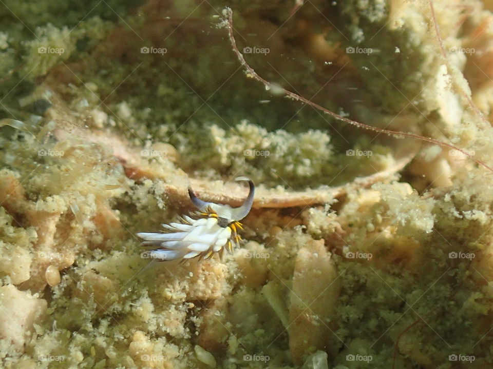 Nudibranch