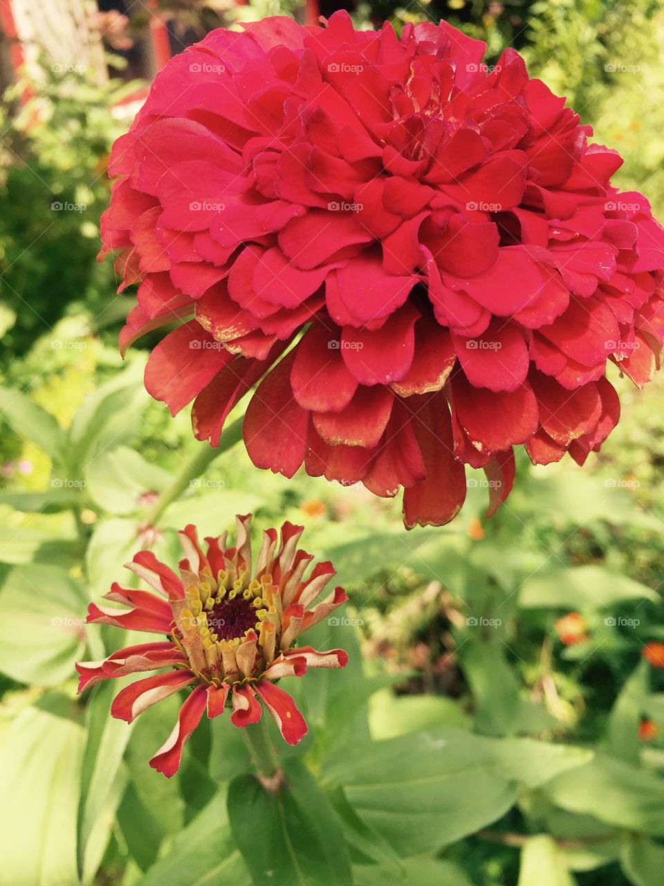Come look in my garden and you will see a red flower as well as an orange smaller flower competing for attention, too. 