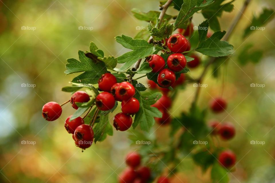 red viburnum branch