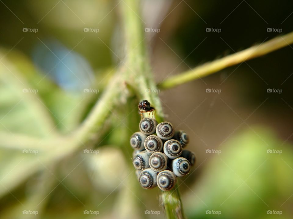 INSECT  EGGS