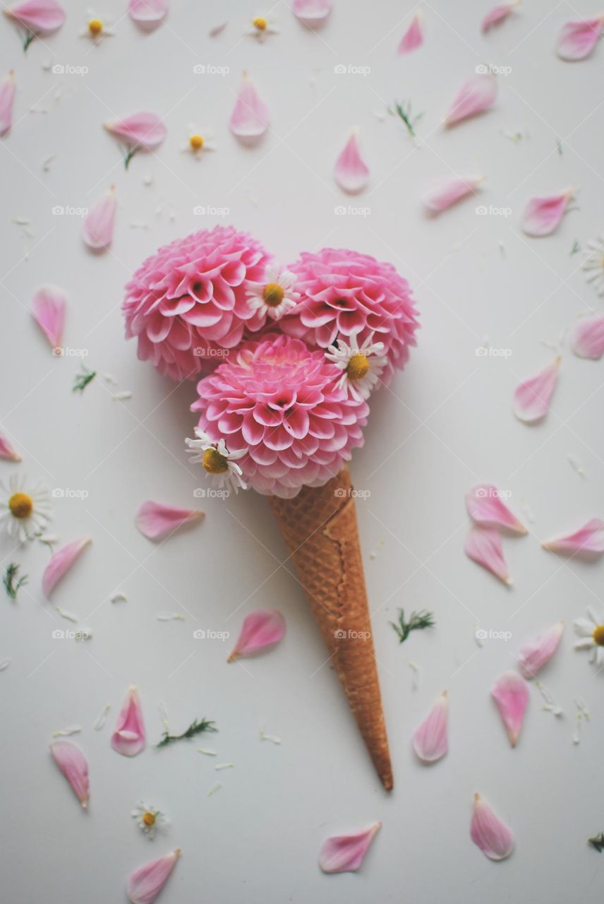 Dahlia summer icecream - pink flower daisy cone