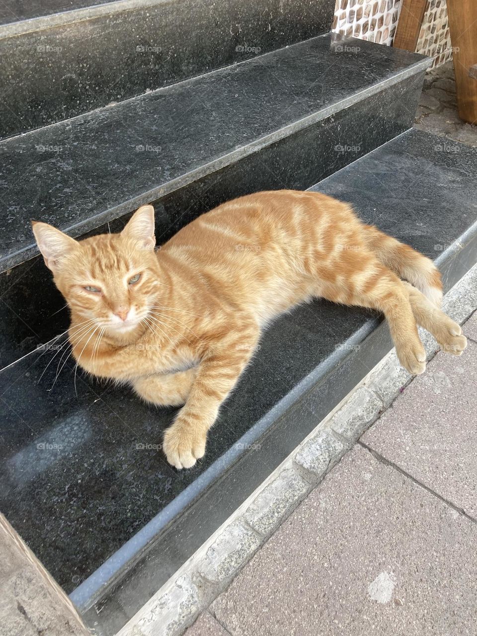 Street cat resting. Sunny holidays I’m Turkey. Walk in the cute city and charming streets by the beach in Kusadasi. perfect blue sky and ocean view. Beach and the shore. To travel is to live. Gorgeous tall palm trees.