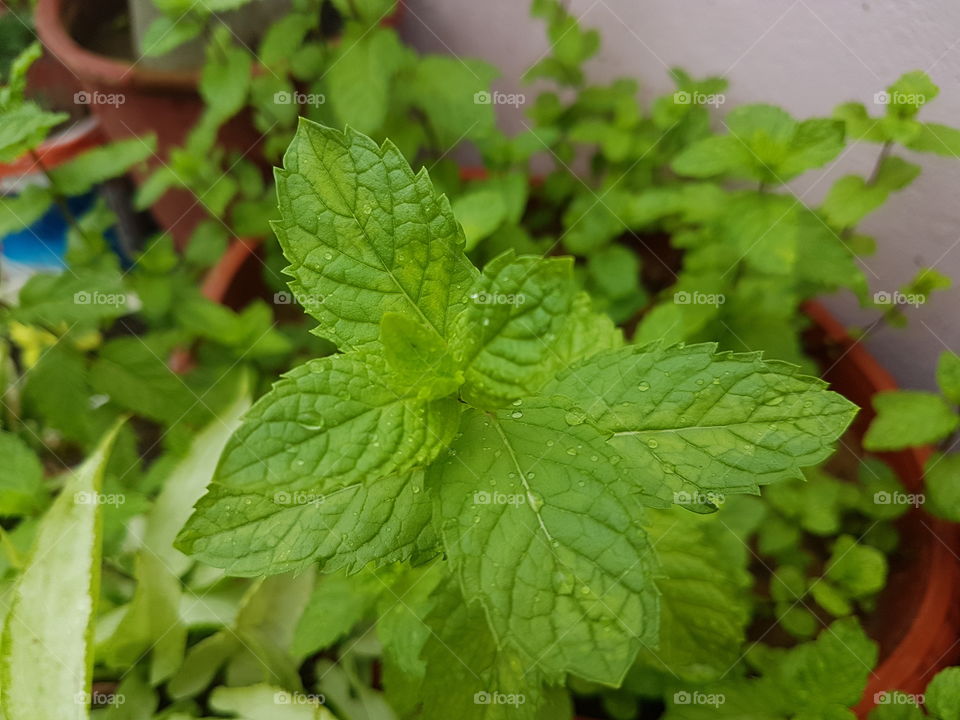 mint leaf