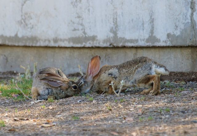 Jackrabbits play and explore on a hot Arizona summer day.