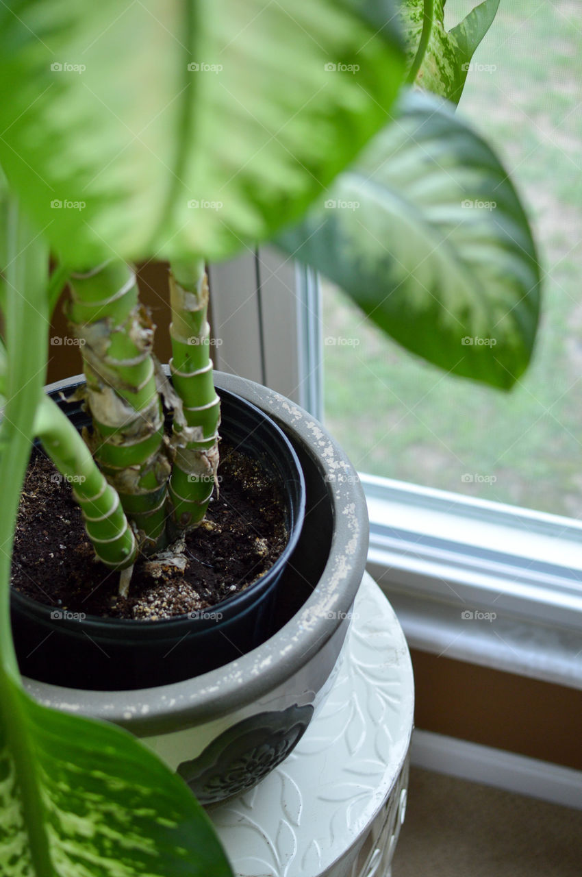 House plant on a stand in front of a window