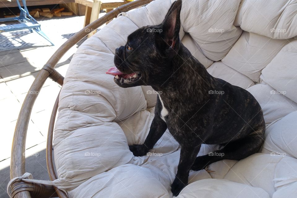 French bulldog sitting on a bamboo chair 
