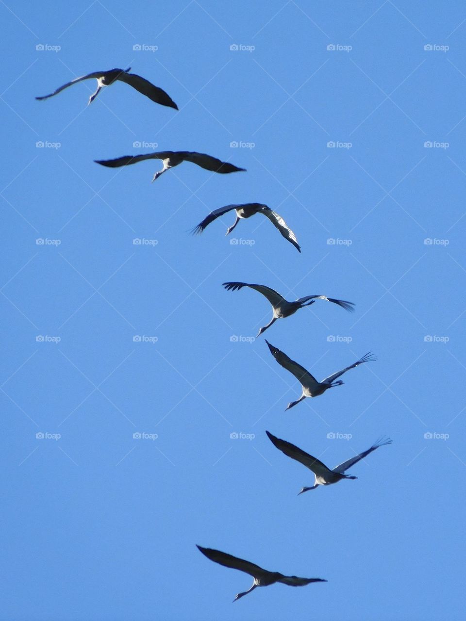 Goose flight
