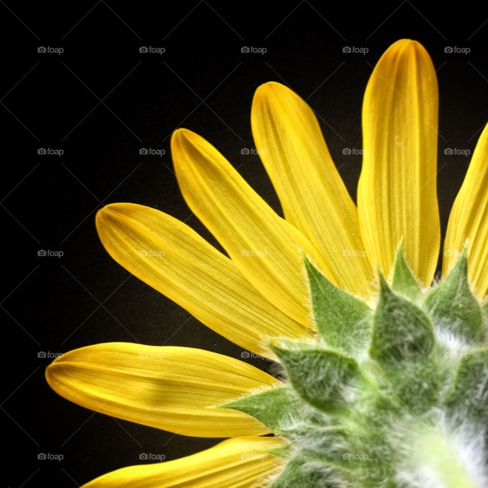 Flower, Nature, Flora, Sunflower, Summer