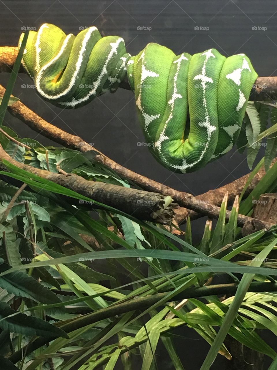Emerald Boa at Zoo Atlanta 