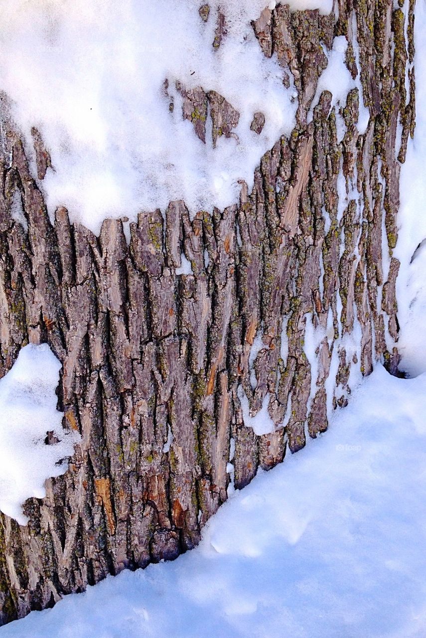 Snow bark