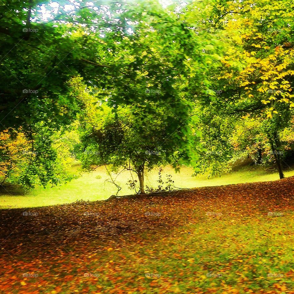 Autumn 