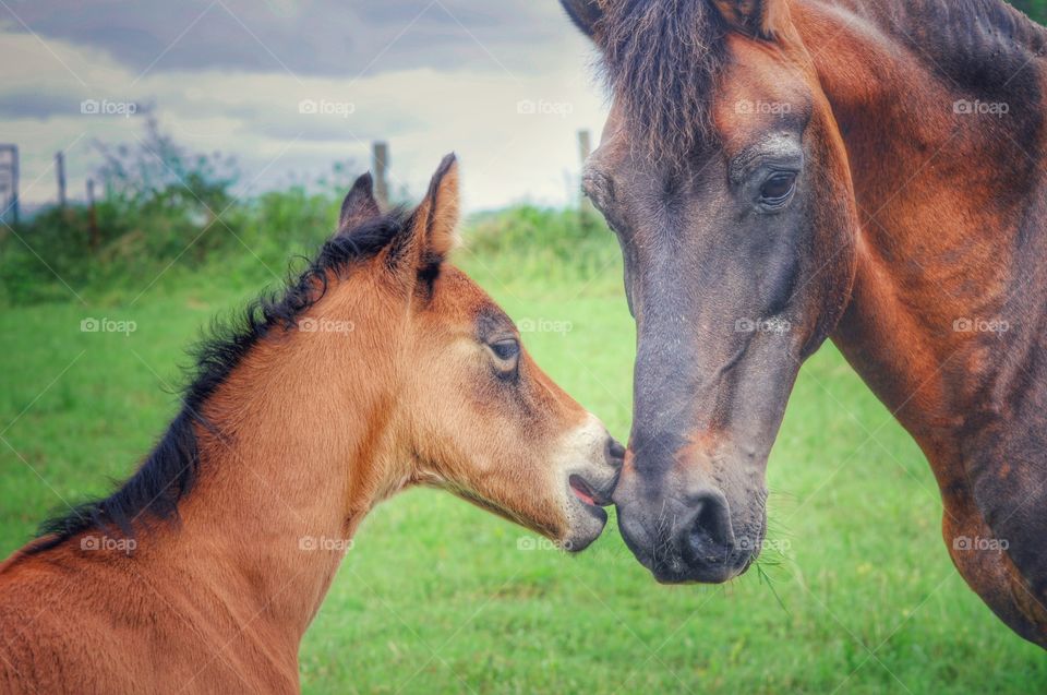 Paso Fino Stallion and Colt