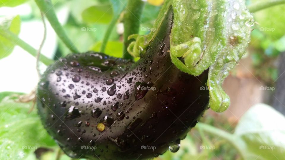 egg-plant