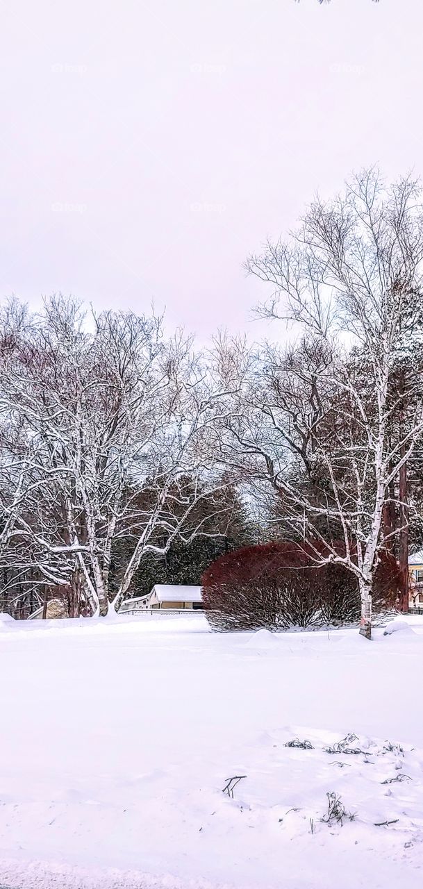Twin Birches in Winter!