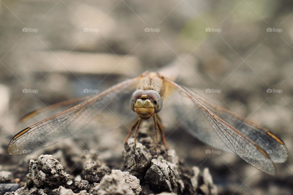 Dragonfly sitting on the ground 