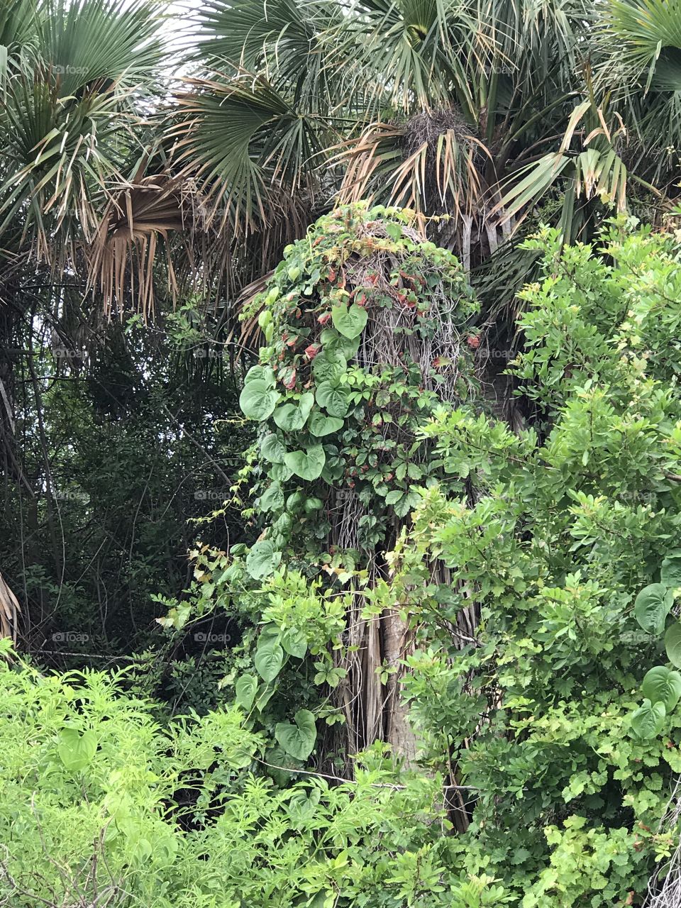 Unusual growth covered tree 