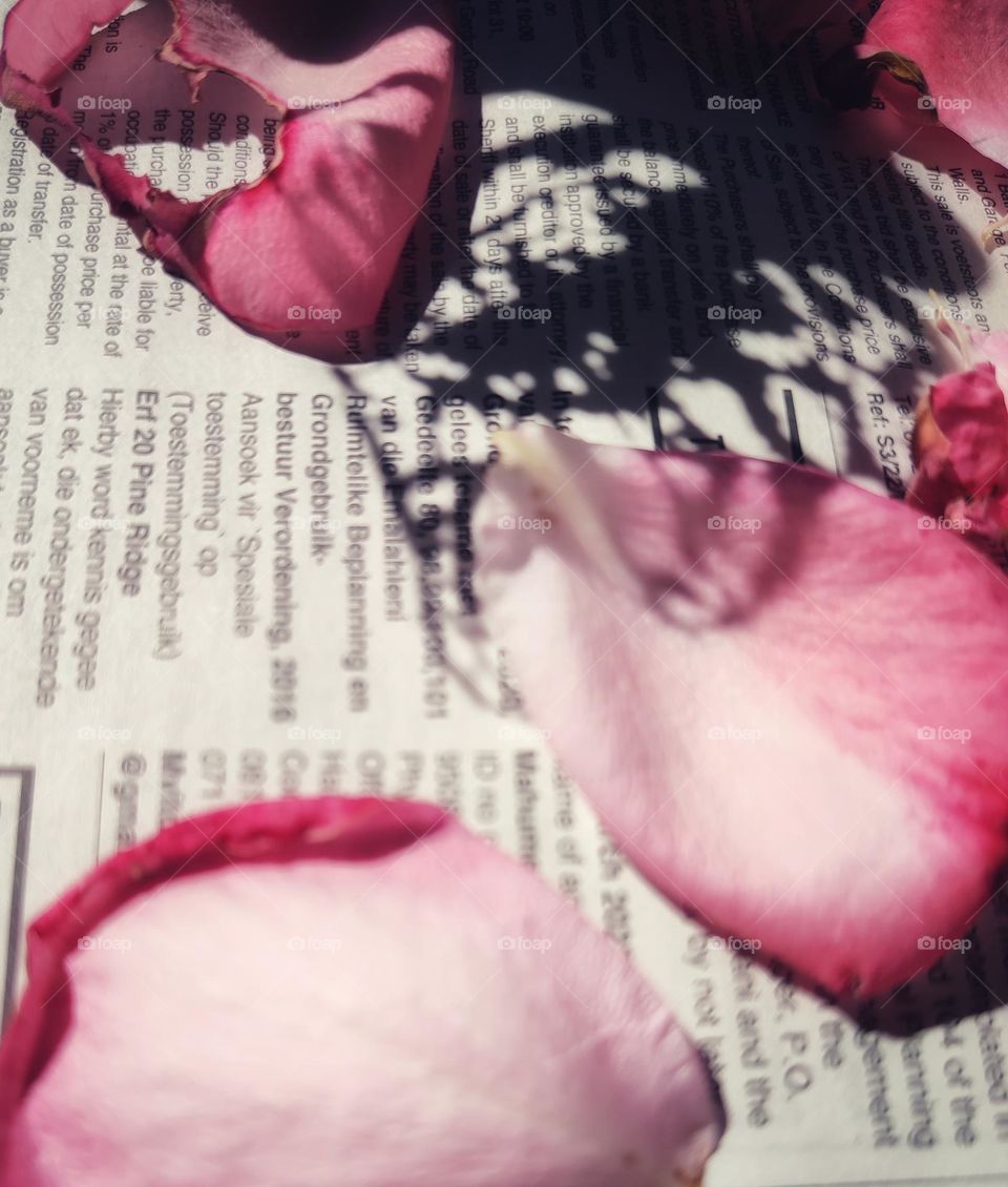 Rose petals on a newspaper with leaf shadow