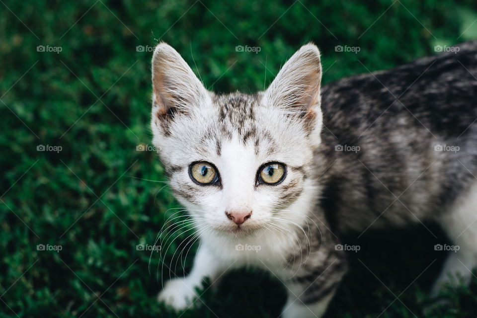 Kitten portrait