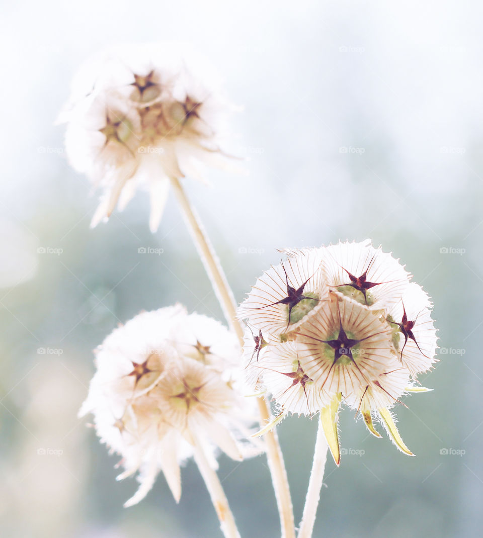 Portrait of 3 starflowers with bright, sparkling backlighting